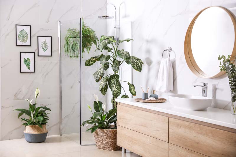 succulent arrangements suitable for humid bathrooms