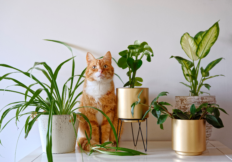 Bulk packaged pet-friendly fake house plants for wholesale buyers
