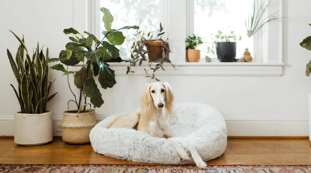 Interior designer installing pet-friendly fake house plants for client with pets