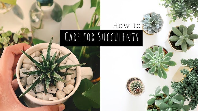 how to maintain faux succulent arrangements for bathrooms