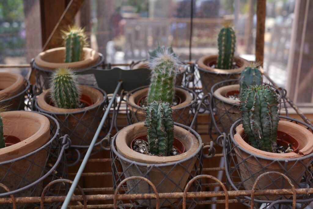 faux succulent buying mistakes