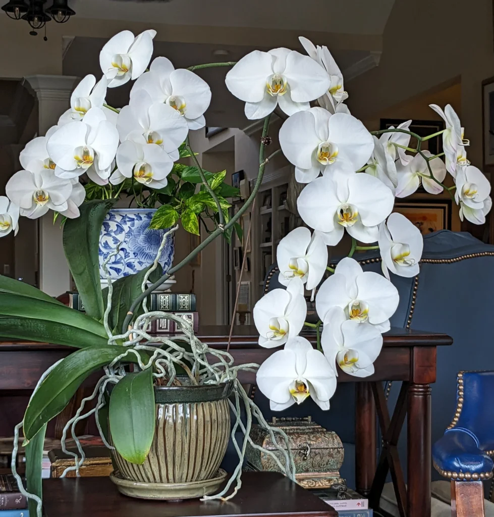 faux orchid café display