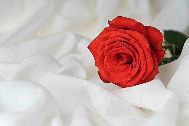 macro photo of faux rose petal texture