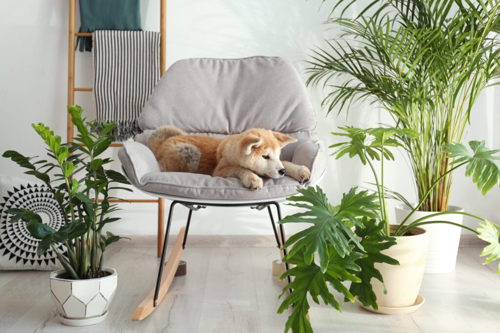 Interior designer using pet safe greenery