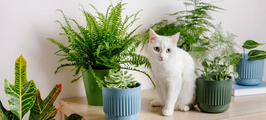 Non-toxic artificial plants for rentals