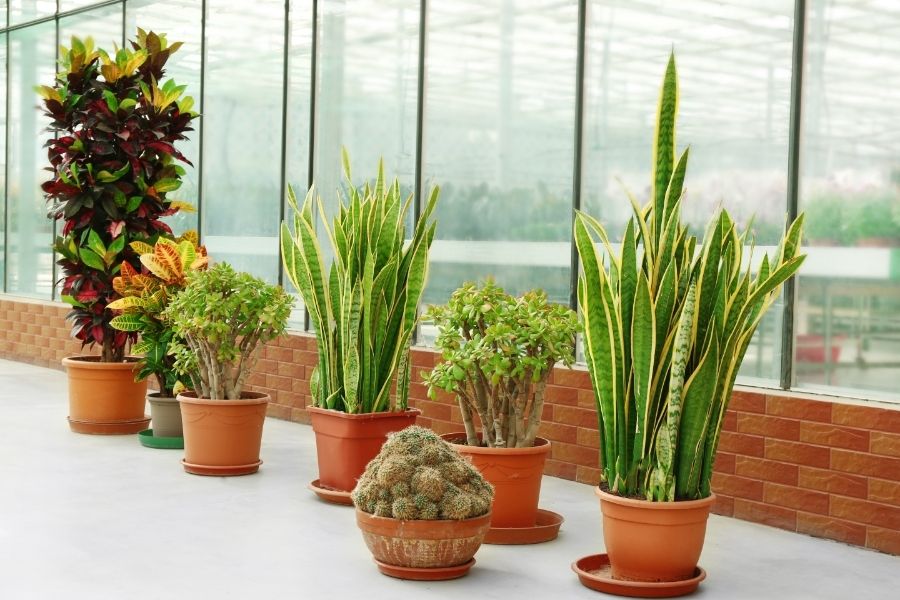 market trends for outdoor UV artificial plants