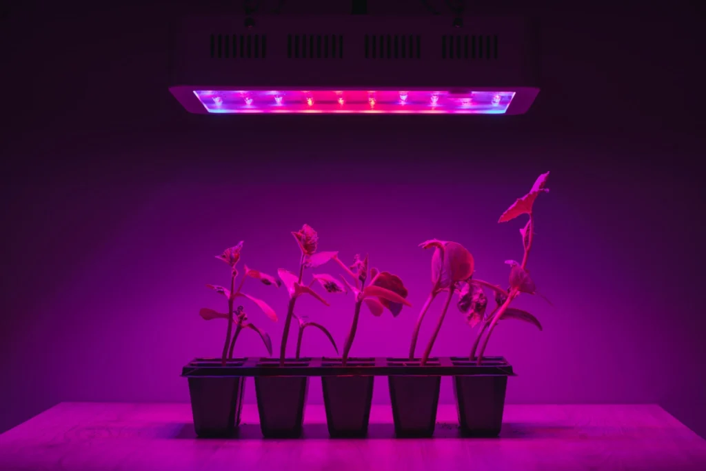 Testing artificial plants under UV light