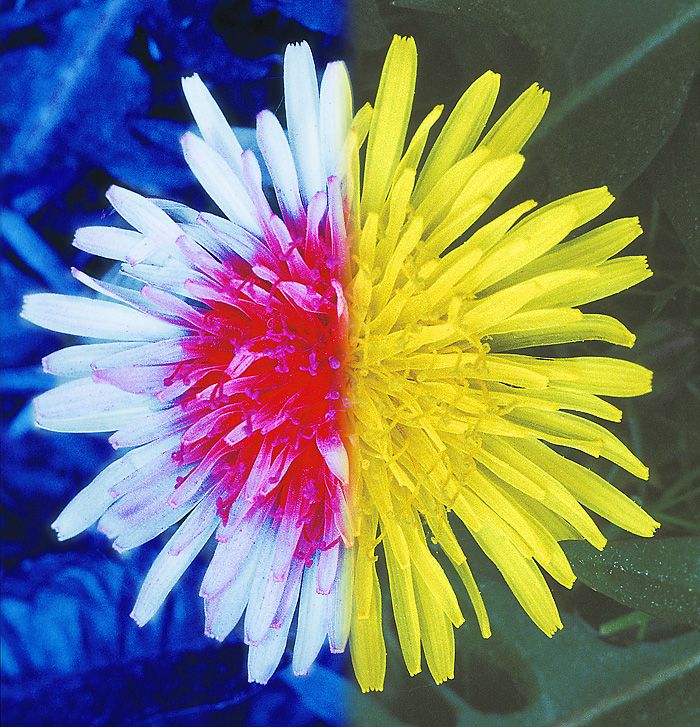 flowers in uv light