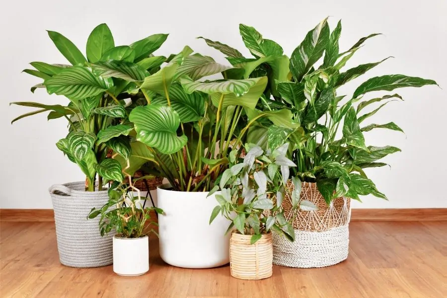 Faux plants certifications overview: REACH artificial plants, UV resistance, fire-retardant artificial flowers