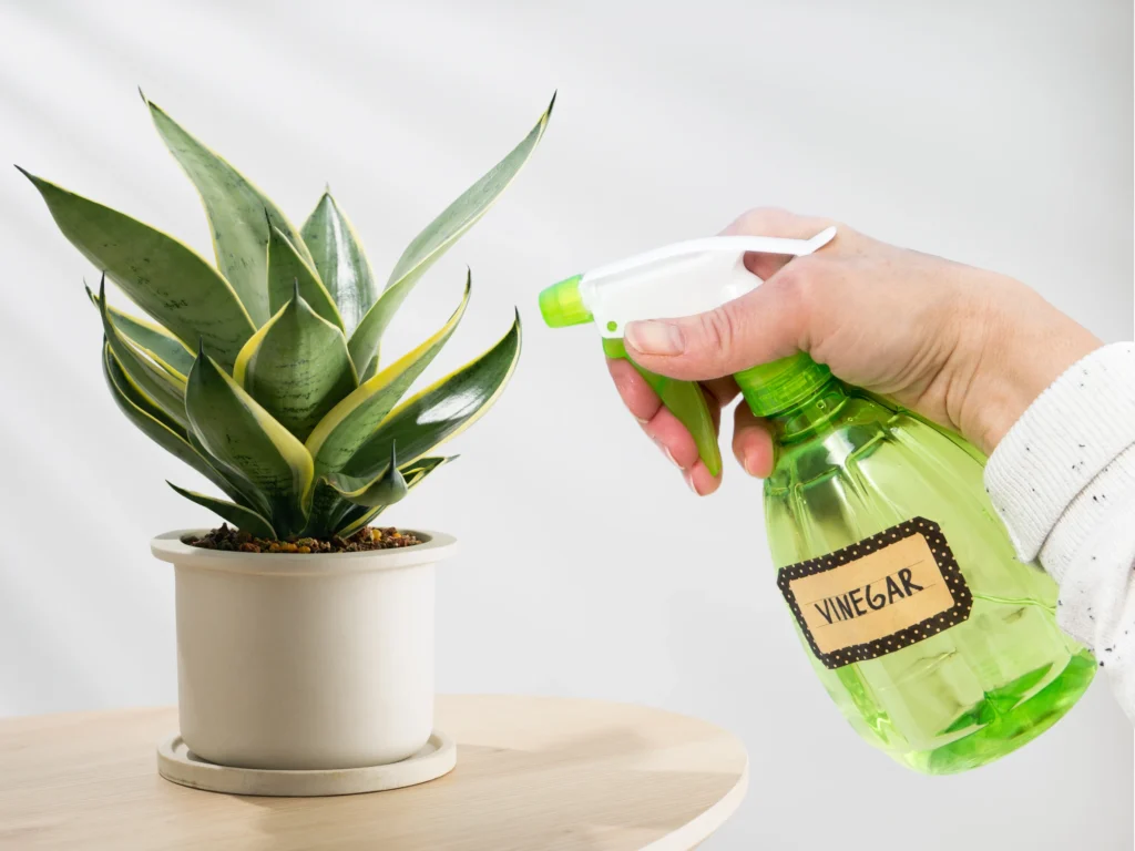 Vinegar cleaning for faux flowers—use on cloth, not directly