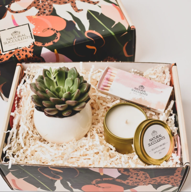 Aroma-Gift-Set-with-artificial-succulent-plants