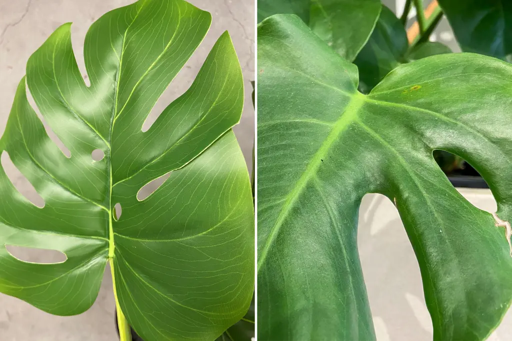 Realistic texture details on best looking fake plants for business