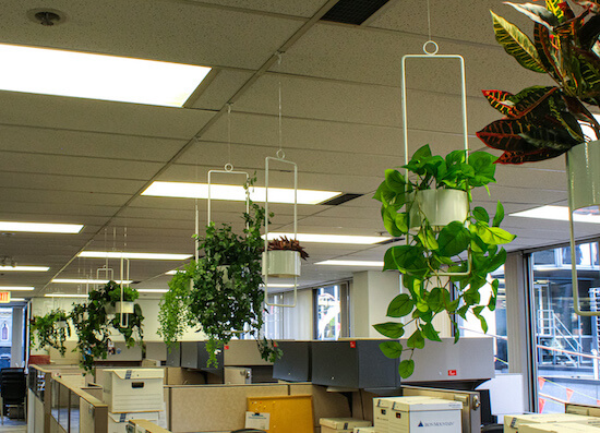 Artificial plants for offices with no windows styled for different office zones