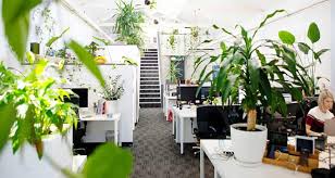 Checklist for selecting artificial plants for offices with no windows