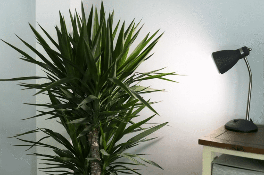 best faux indoor plants phone video lighting test under bright lobby lighting