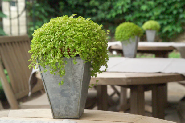 best outdoor artificial plants materials that fail first