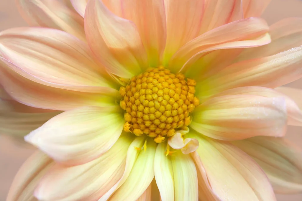 macro photography of artificial flower petals showing veins and texture
