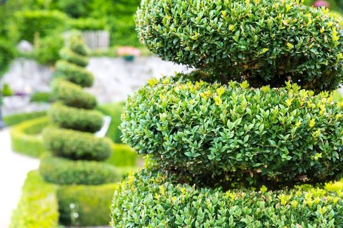 artificial topiary balls outdoor compared with real topiary plants