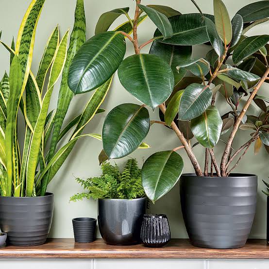 faux plants vs artificial plants product comparison