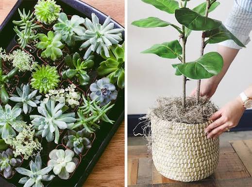 how to choose faux plants vs artificial plants
