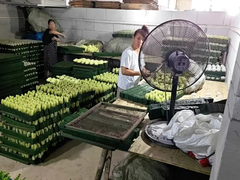 Workers assembling artificial succulent stems in foam trays at the factory