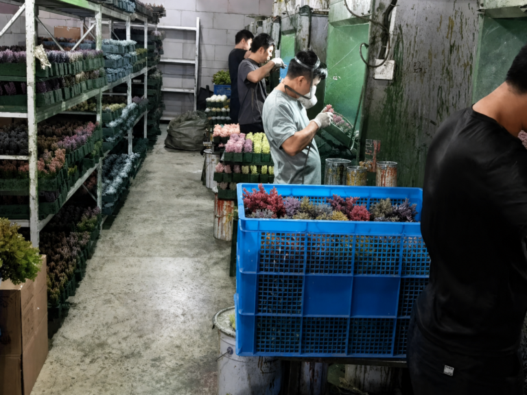 Workers spray painting multicolor artificial cactus and succulent heads in the factory