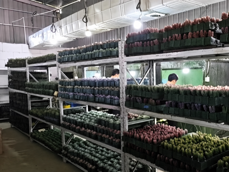 Multicolor artificial succulent heads drying in organized batches on factory racks