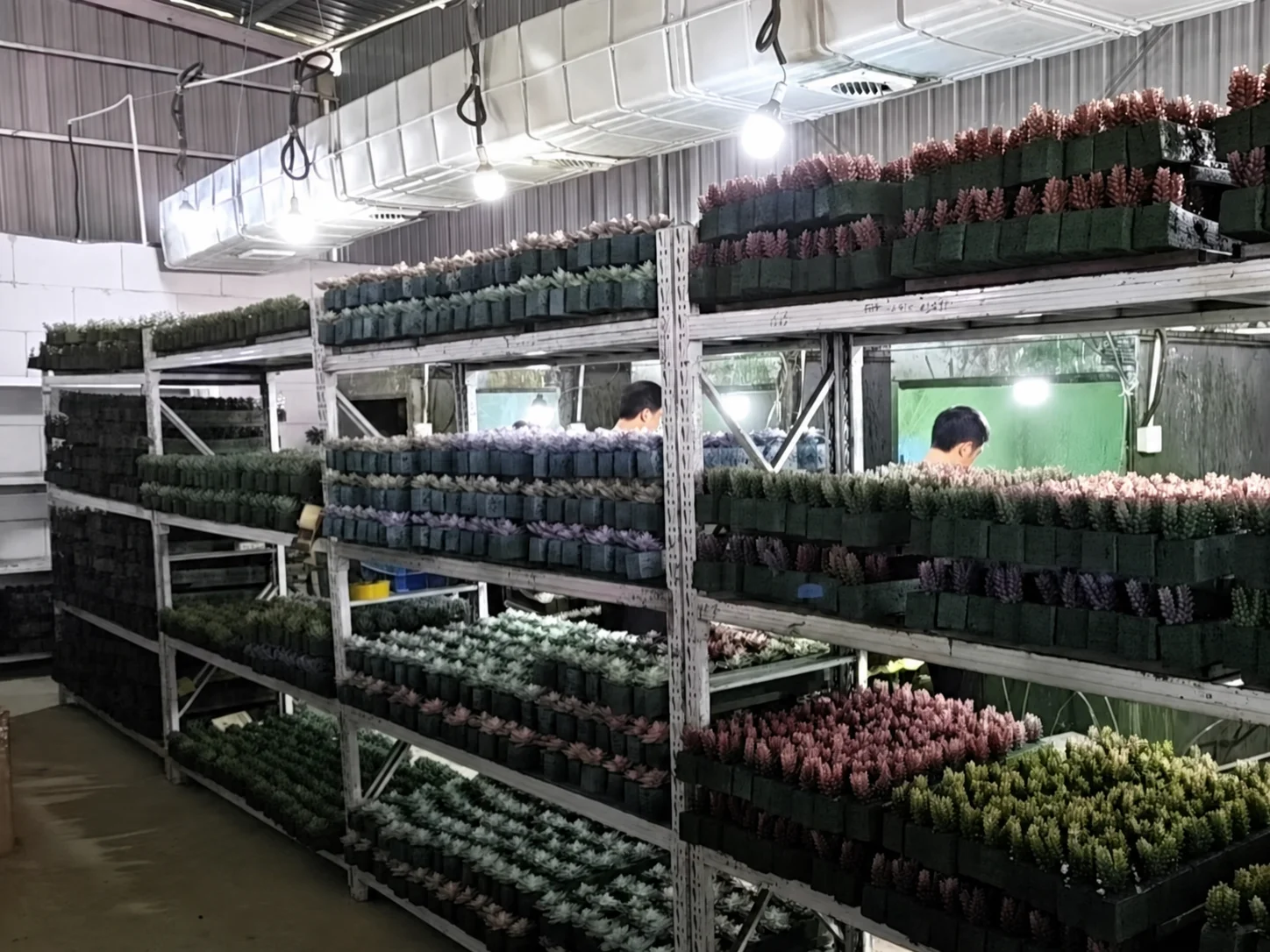 Multicolor artificial succulent heads drying in organized batches on factory racks