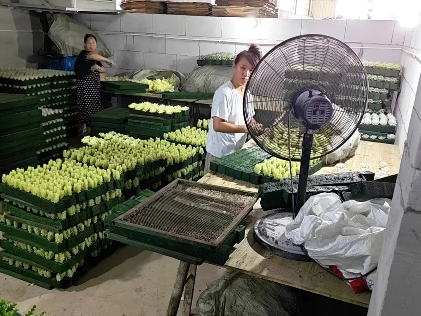 Workers assembling artificial succulent stems in foam trays at the factory