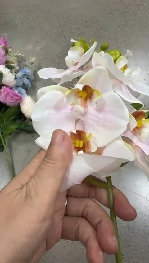 Real touch phalaenopsis orchid petals handled up close